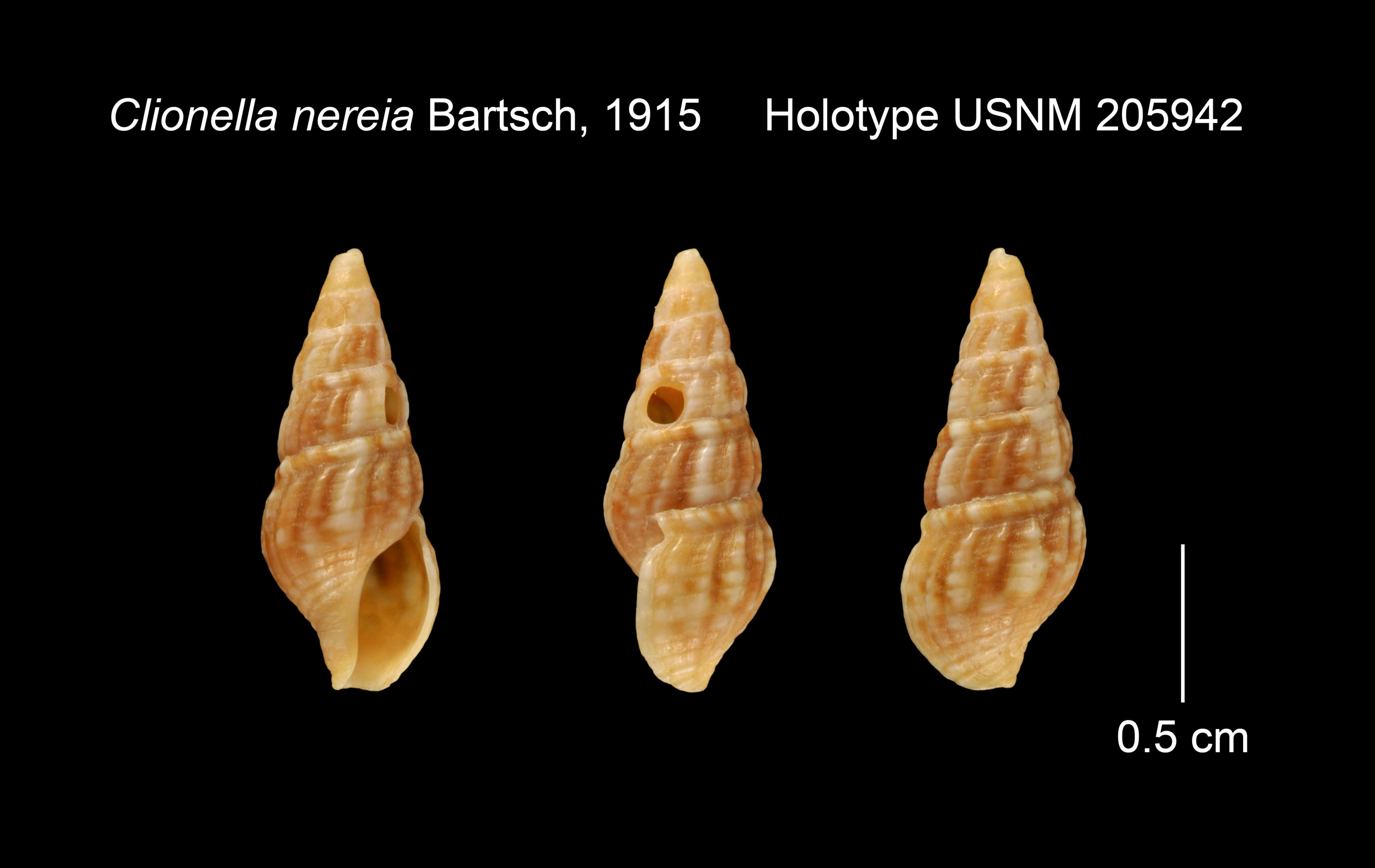 Sivun Clionella rosaria (Reeve 1846) kuva