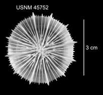 Sivun Stephanocyathus (Stephanocyathus) laevifundus Cairns 1977 kuva