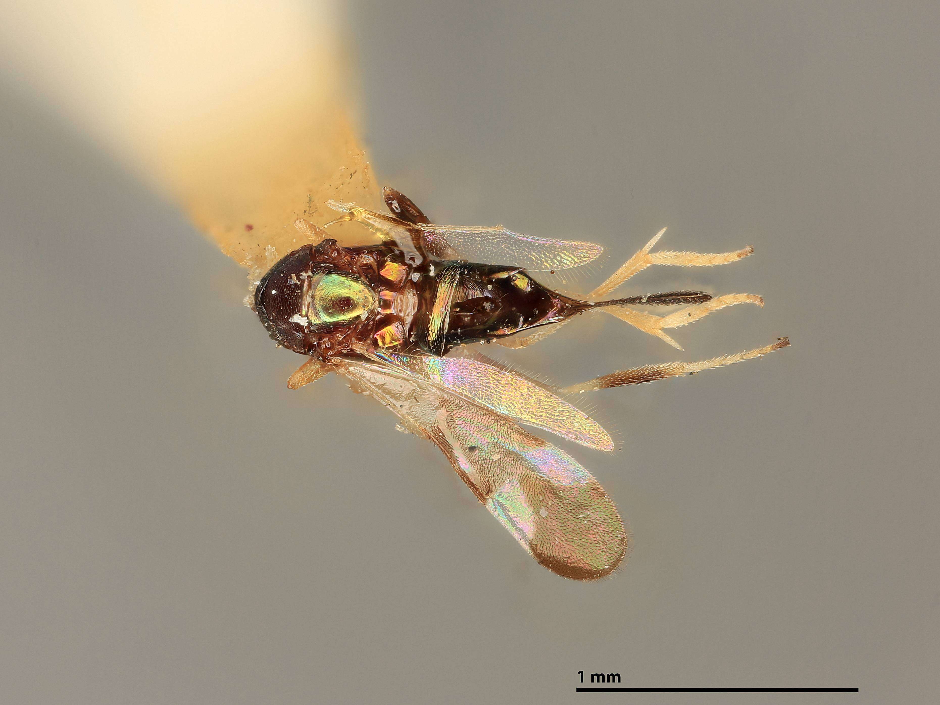 Image de Tetracnemus tertius (Girault 1917)