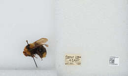 Image de Bombus insularis (Smith 1861)