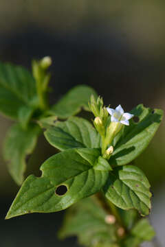 Image de Spigelia scabra Cham. & Schltdl.