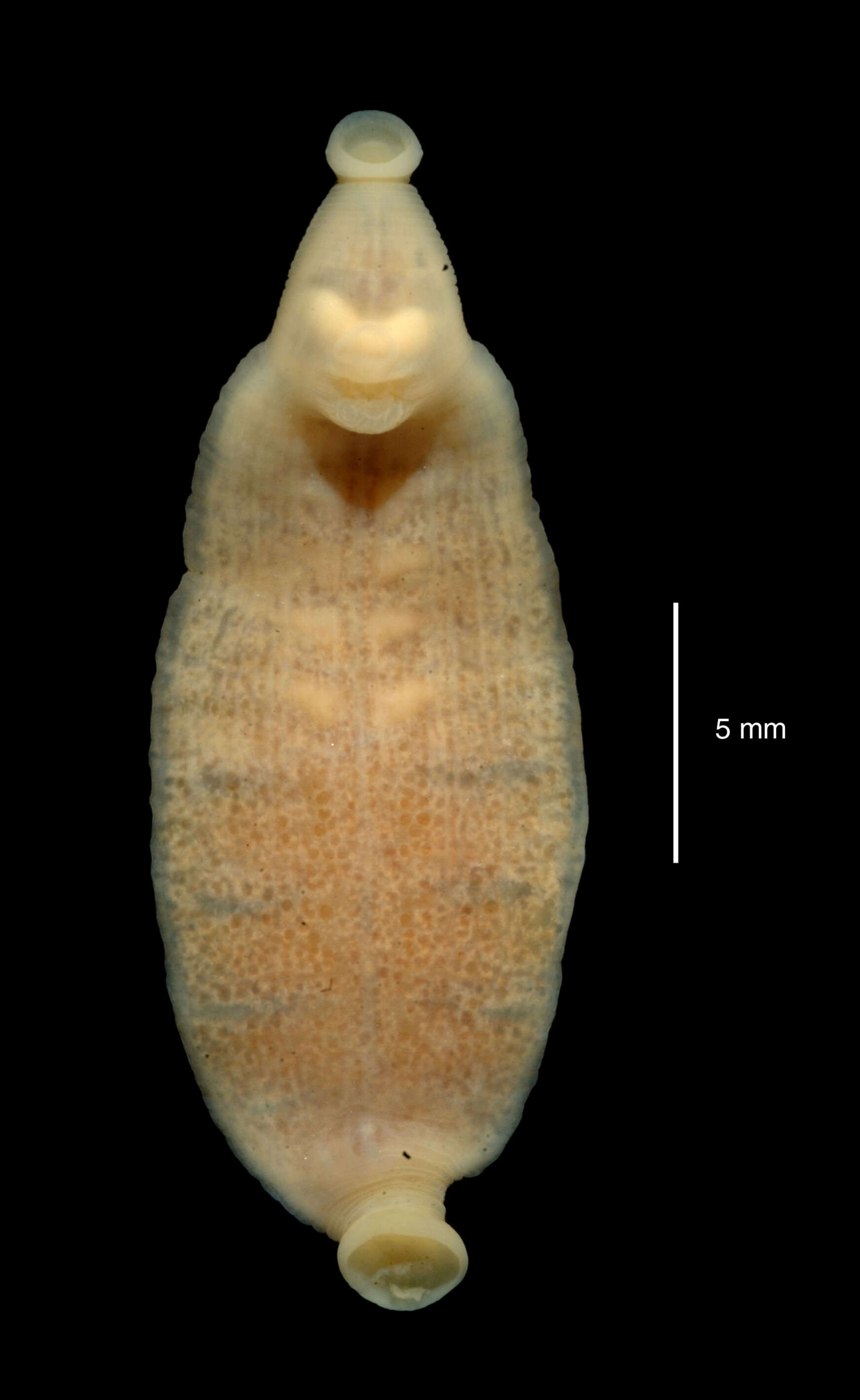 صورة Notobdella nototheniae Benham 1909