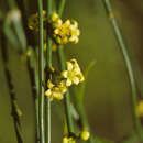 Image of Puerto Rico swallow-wort