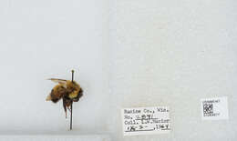 Слика од Bombus affinis Cresson 1864