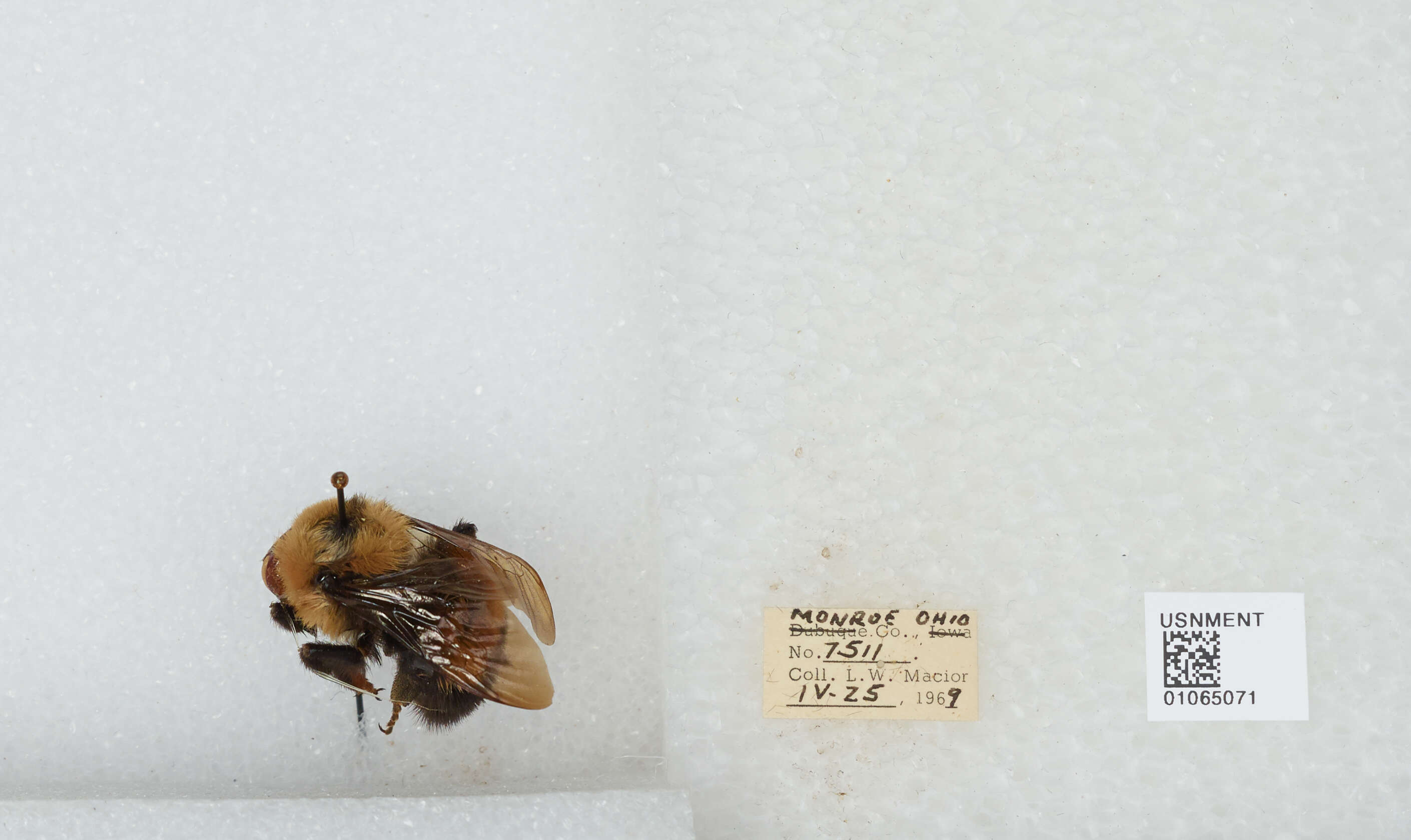 Слика од Bombus affinis Cresson 1864