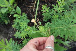 Imagem de Oenothera laciniata Hill