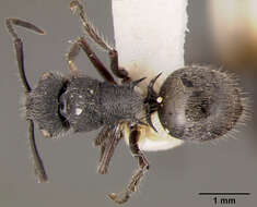 Image de Polyrhachis rere Mann 1919