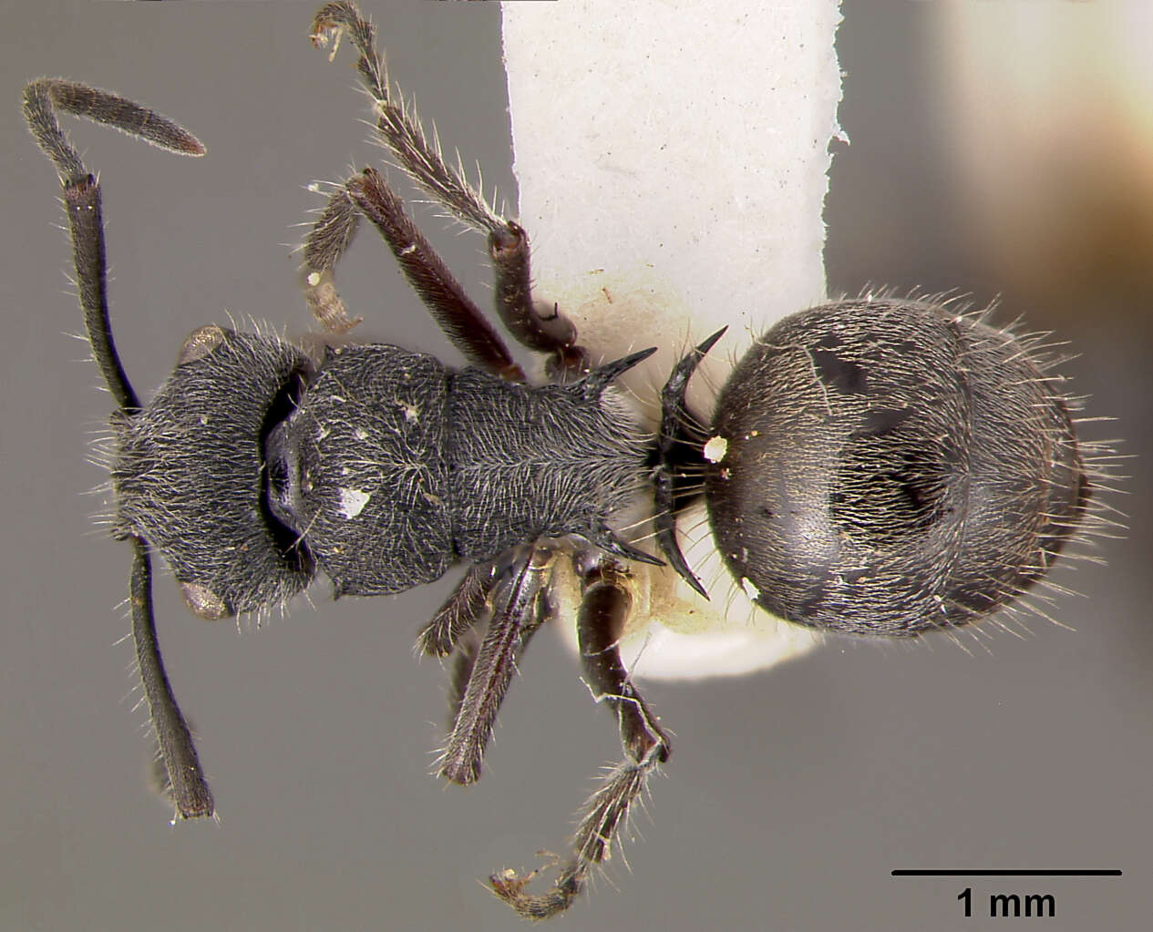 Image of Polyrhachis rere Mann 1919