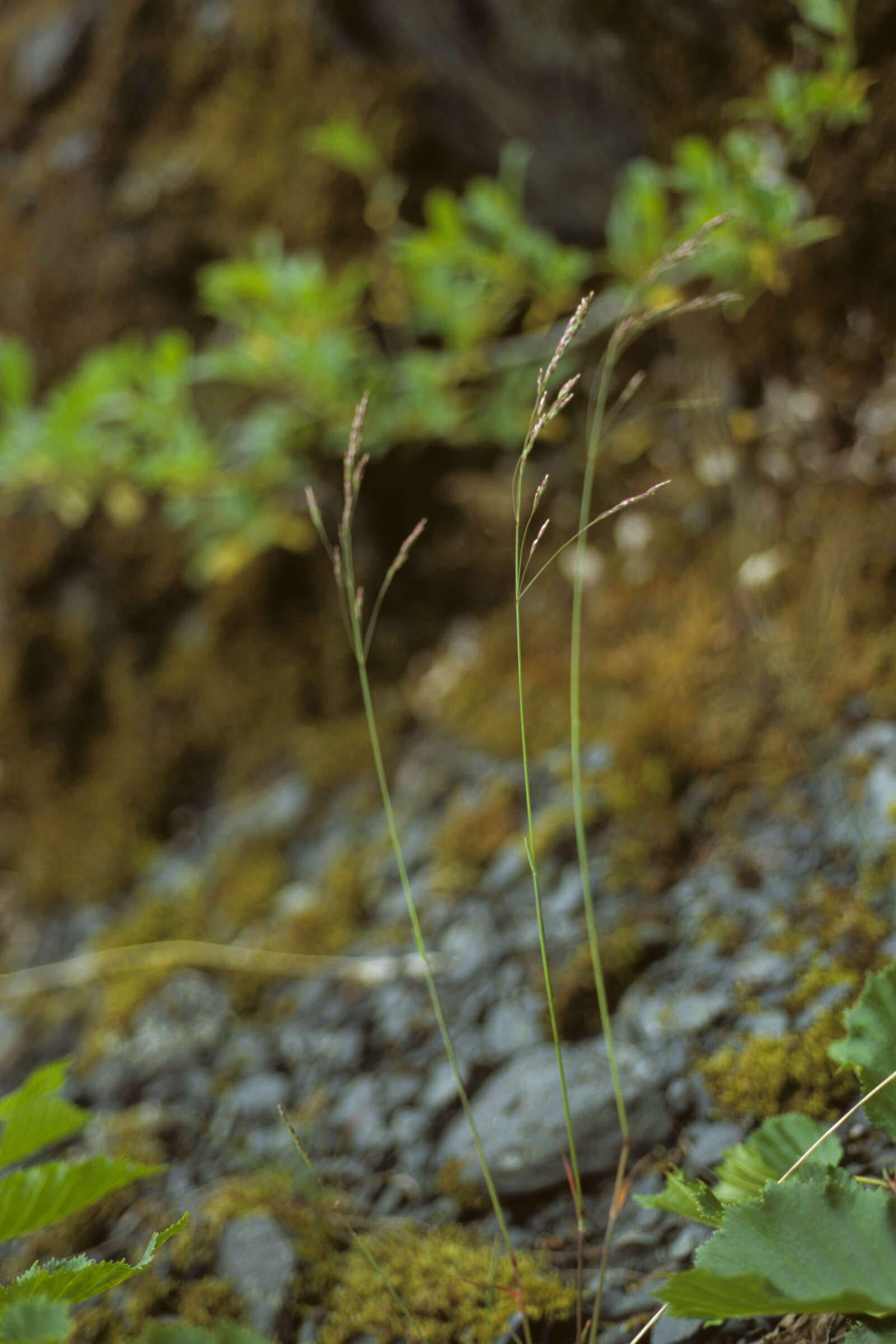 Image de Poa stenantha var. vivipara Trin.