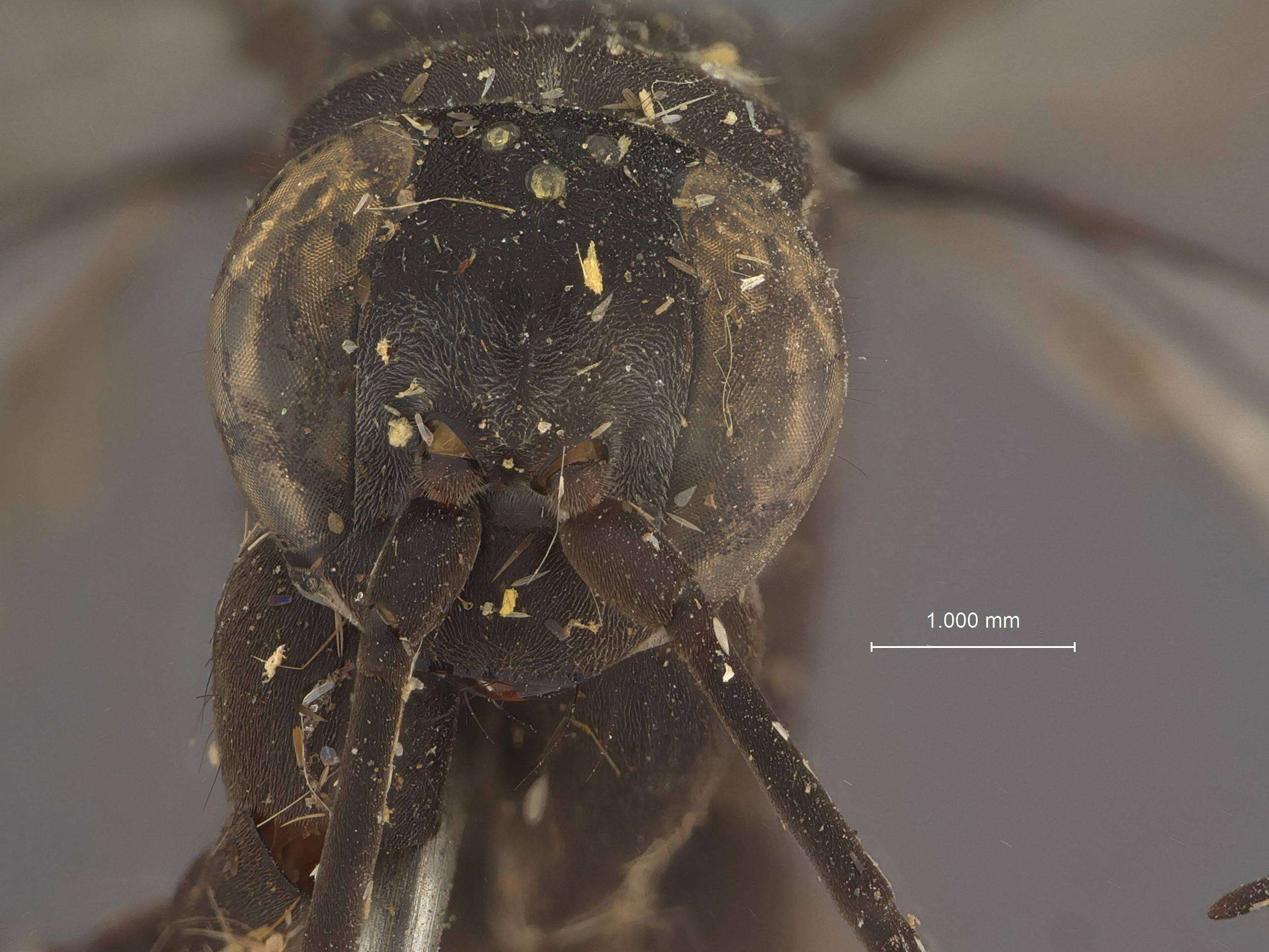 Image of Tachypompilus abbotti Ashmead