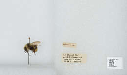 Image of Van Dyke Bumble Bee