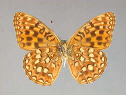 صورة Argynnis hydaspe Boisduval 1869