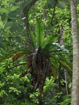 Image of Hawai'I birdnest fern