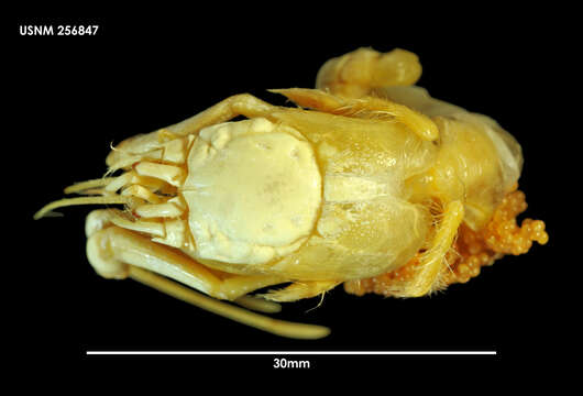 Image of Parapagurus latimanus Henderson 1888