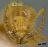 Imagem de <i>Lasius interjectus</i>