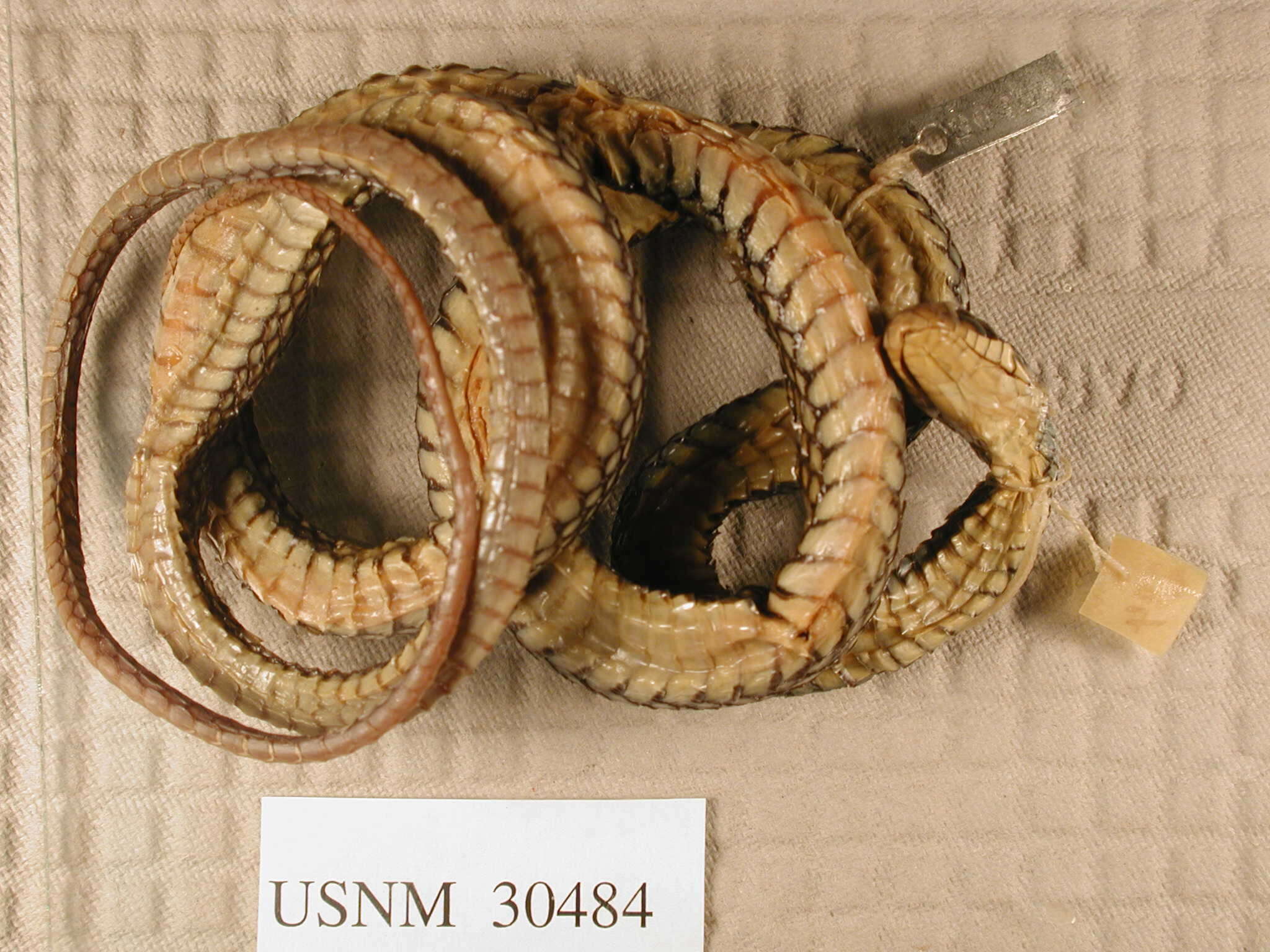 Image of Drymobius margaritiferus fistulosus H. M. Smith 1942