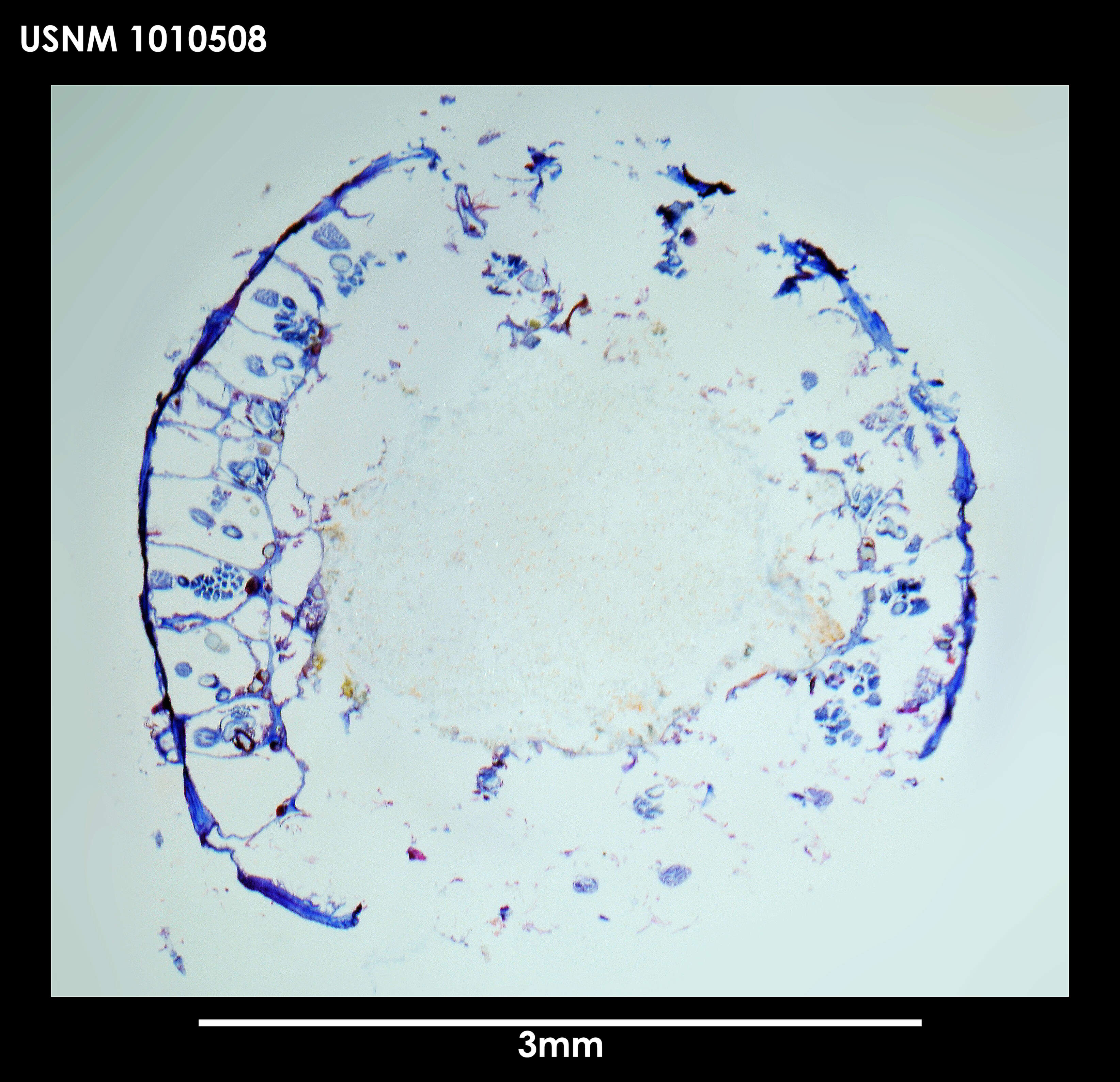 Image of Alcyonidium epispiculum Porter & Hayward 2004