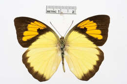 Image of Ixias undatus Butler 1871