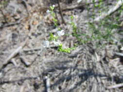 Image of Nuttallanthus D. A. Sutton