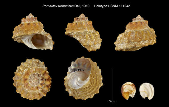 Image de Megastraea turbanica (Dall 1910)