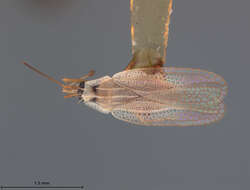 Image of Leptodictya (Hanuala) bambusae Drake 1918