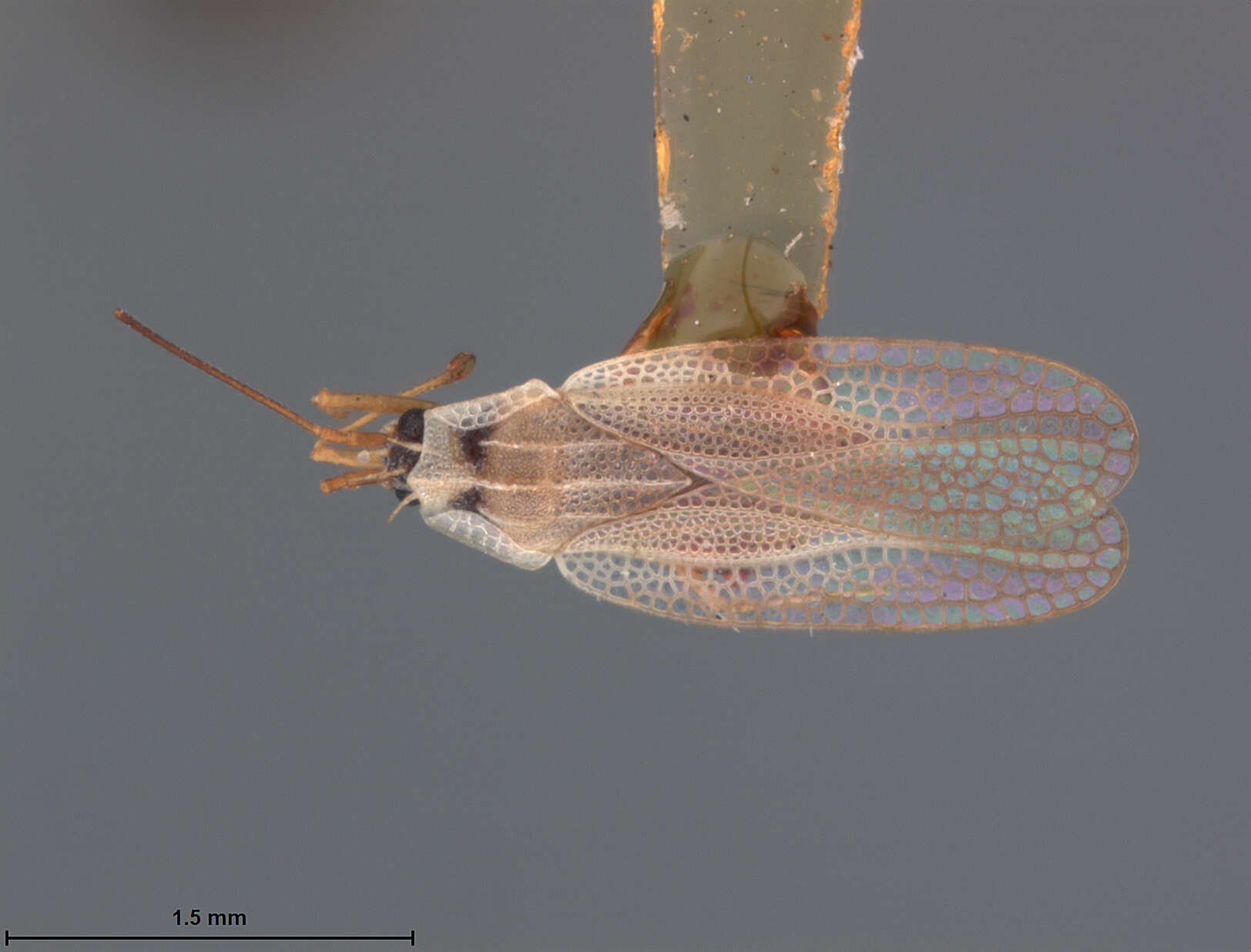 Image of Leptodictya (Hanuala) bambusae Drake 1918