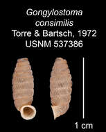 Imagem de Gongylostoma consimilis C. Torre & Bartsch 1972