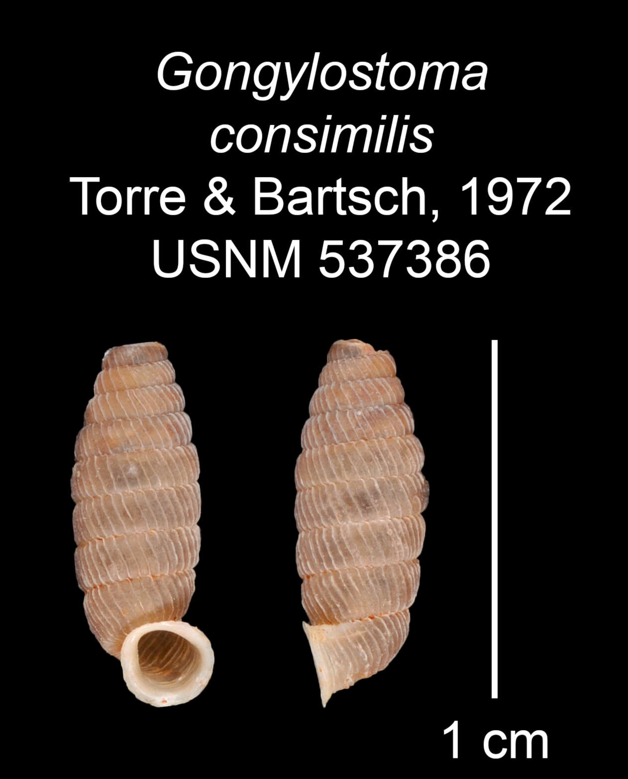 Imagem de Gongylostoma consimilis C. Torre & Bartsch 1972