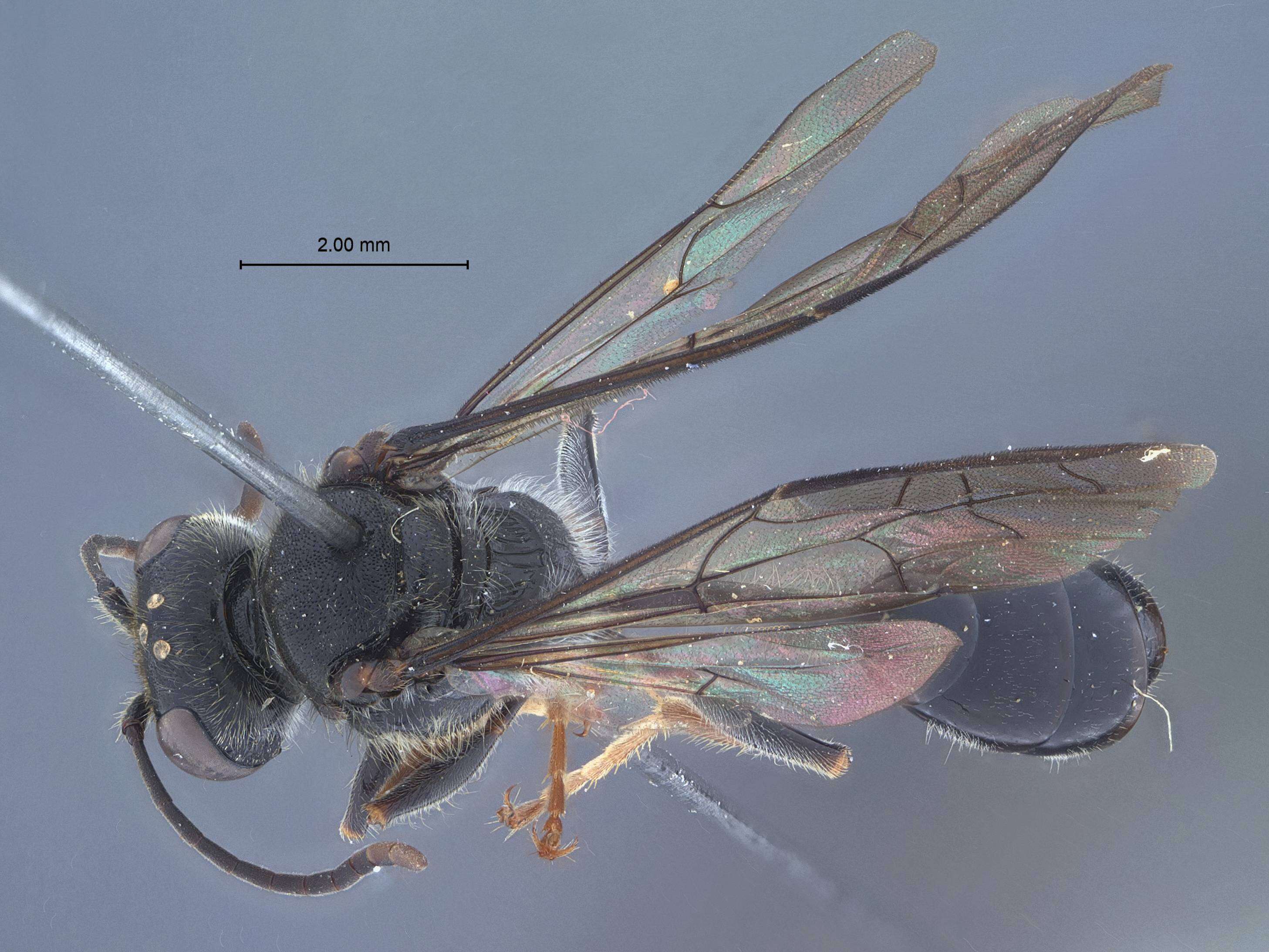 Image of Crossocerus tanoi Tsuneki 1968