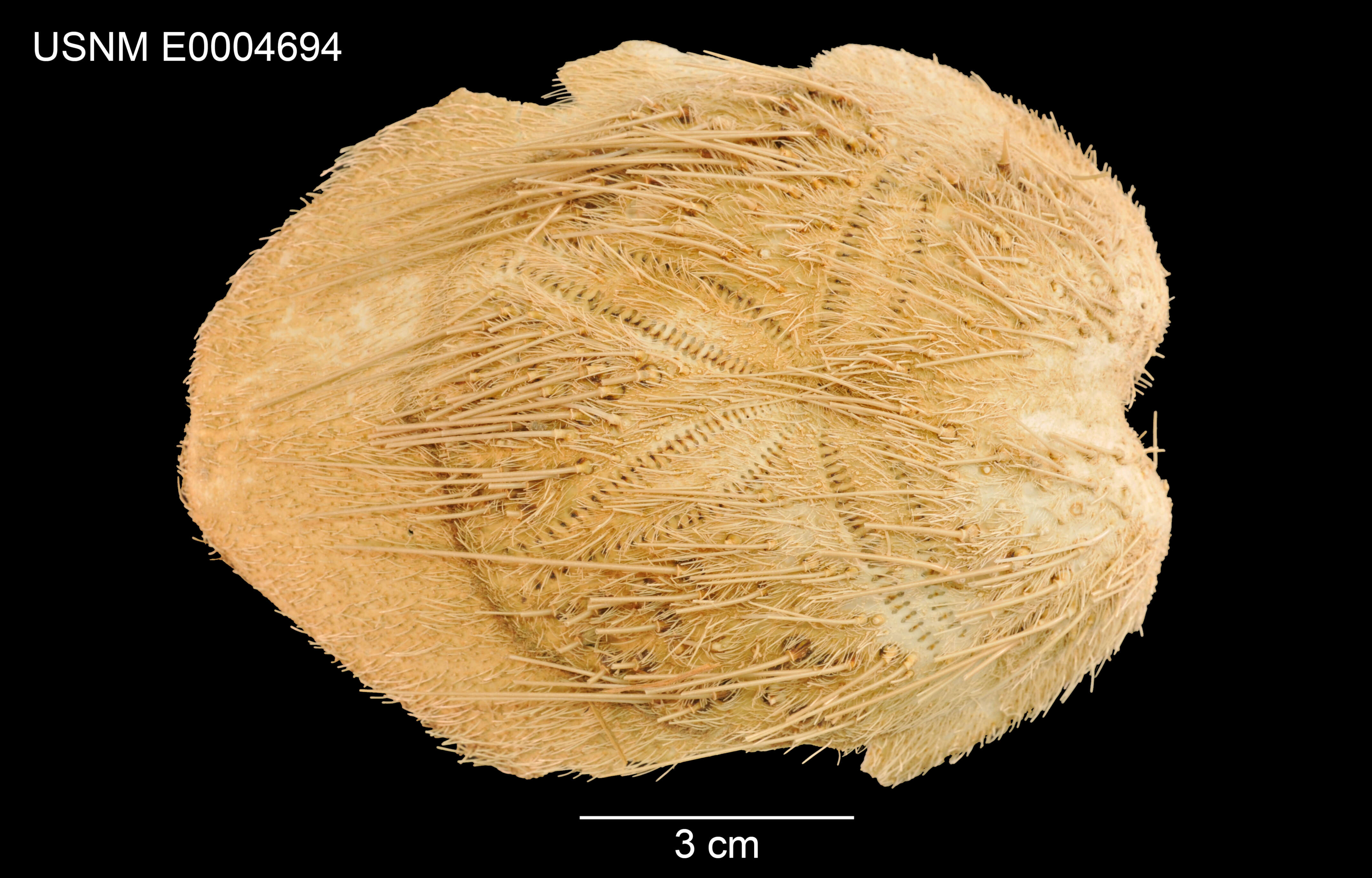 Image of Gymnopatagus magnus A. Agassiz & H. L. Clark 1907