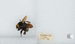 Bombus auricomus (Robertson 1903) resmi