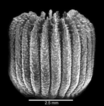 Image de Peponocyathus minimus (Yabe & Eguchi 1937)