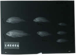 صورة Plesiops cephalotaenia Inger 1955