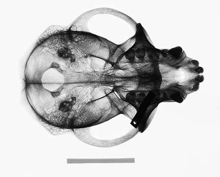 Image of Macaca fascicularis fascicularis (Raffles 1821)