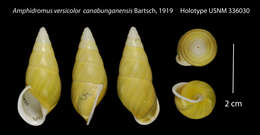 Image of Amphidromus versicolor canabunganensis Bartsch 1919
