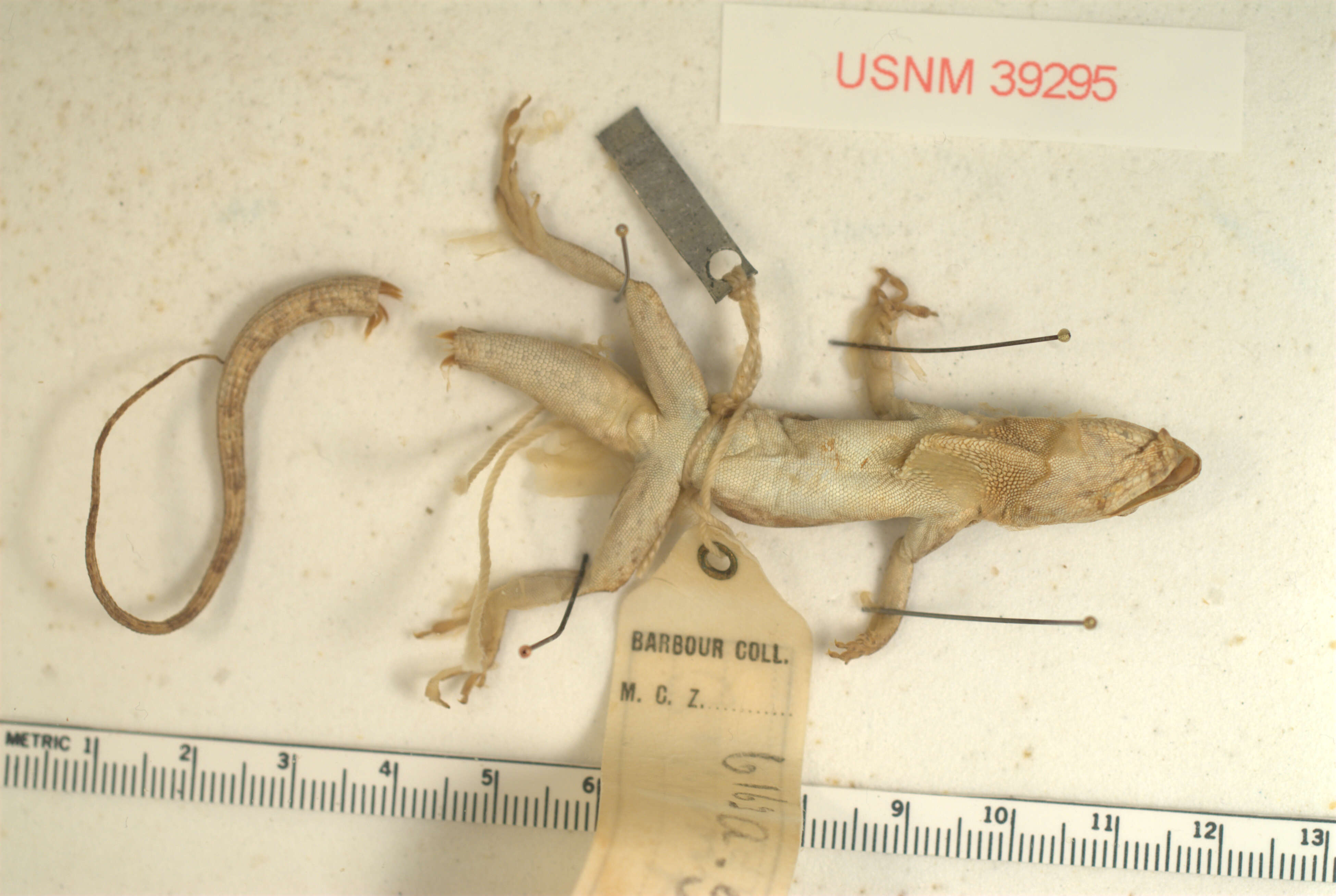 Image of Bronze Anole