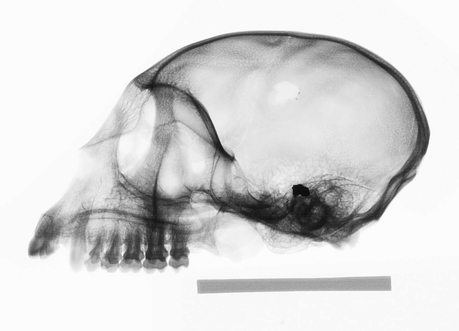 Plancia ëd Cercopithecus cephus cephodes Pocock 1907