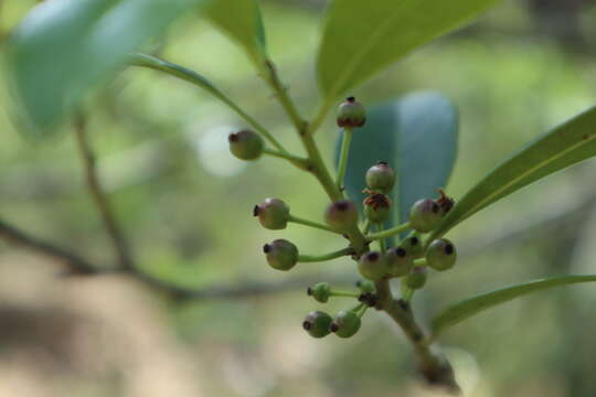 Ilex coriacea (Pursh) Chapman resmi