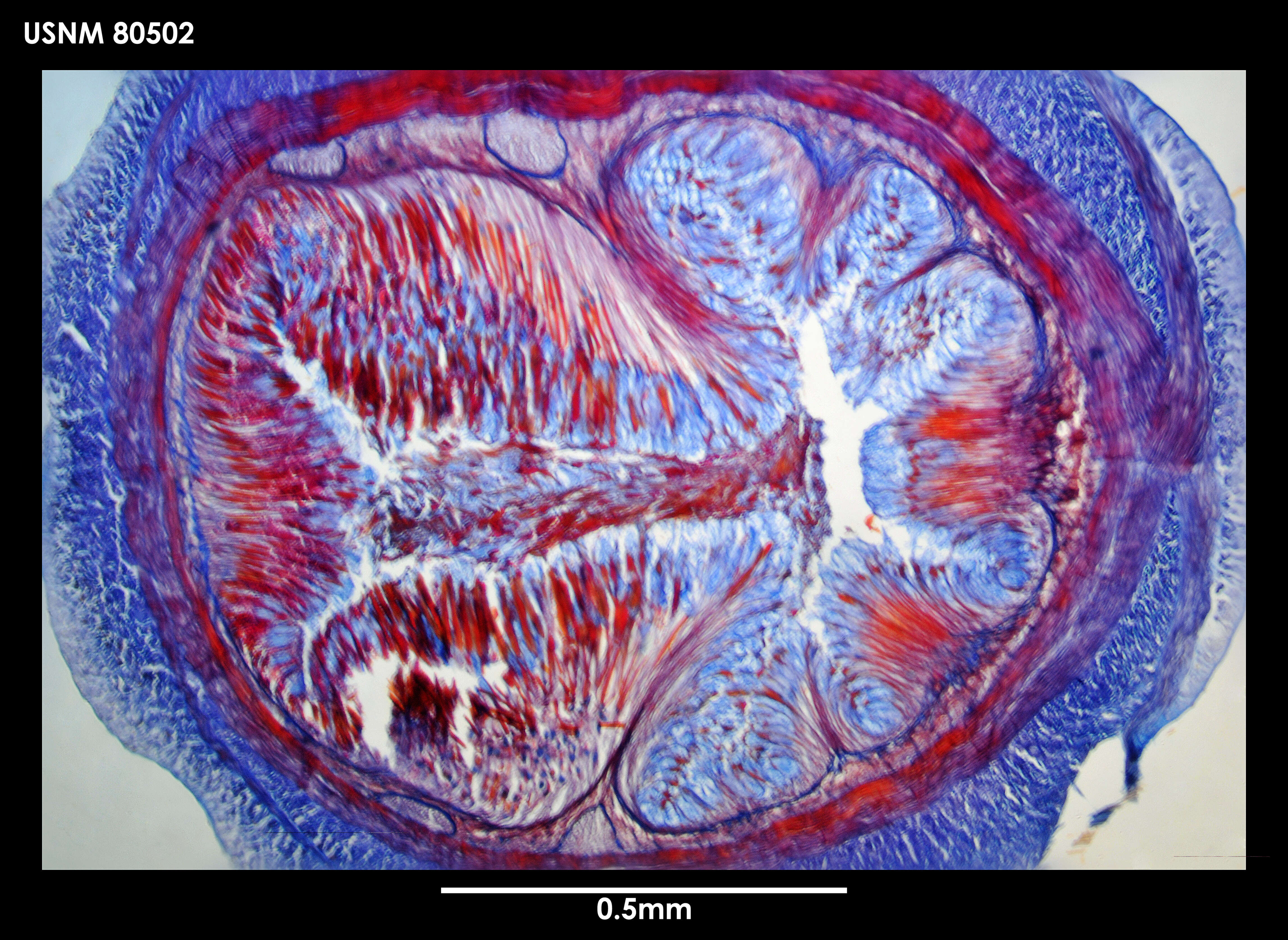 Image de Antarctolineus