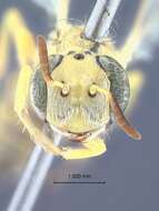 Image of Philanthus parkeri G. Ferguson 1983