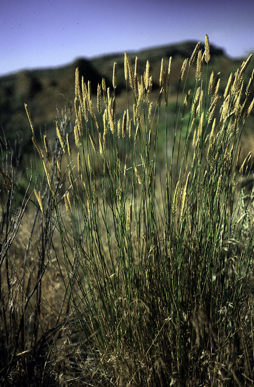 Image of desert wheatgrass