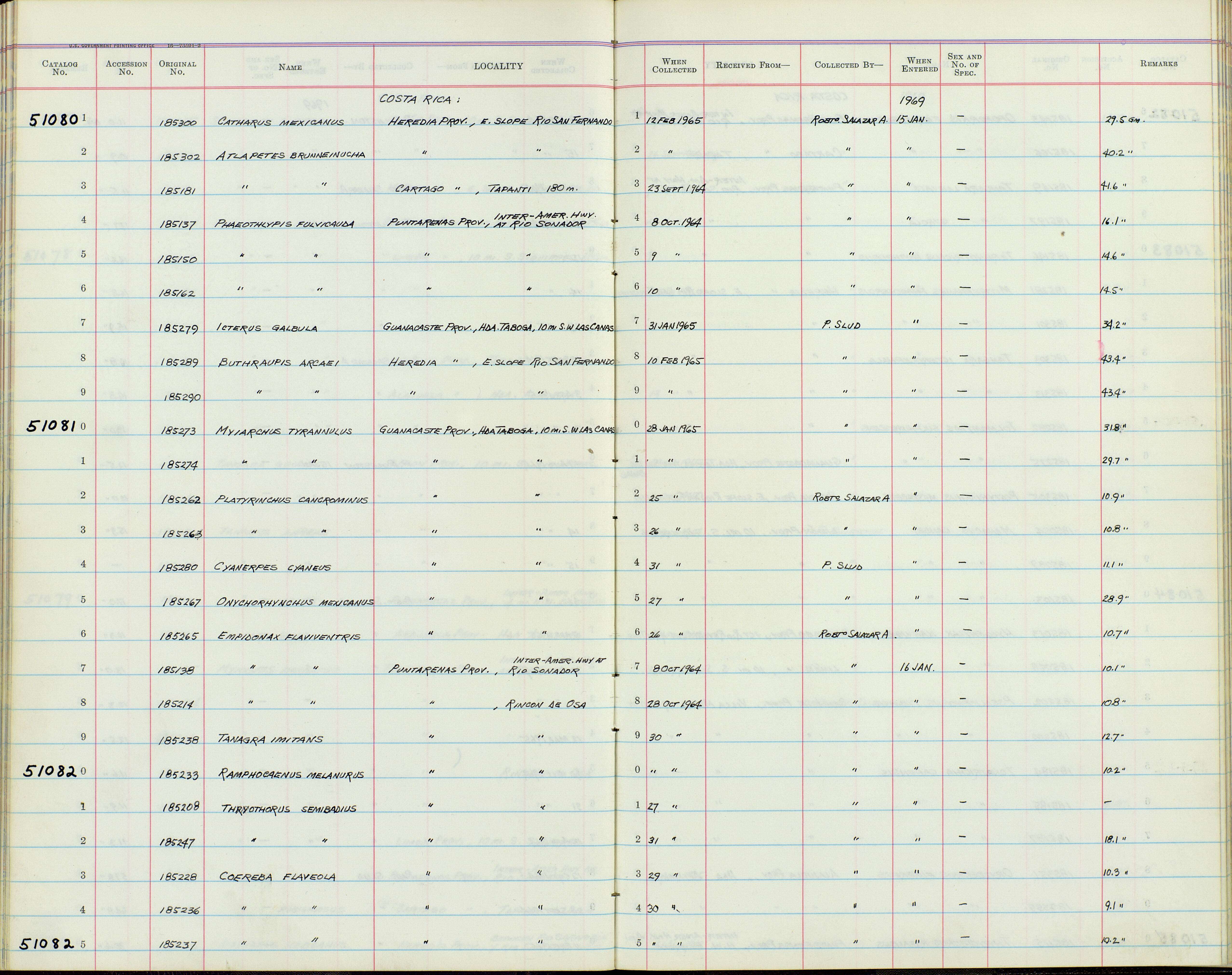 Imagem de Euphonia imitans (Hellmayr 1936)