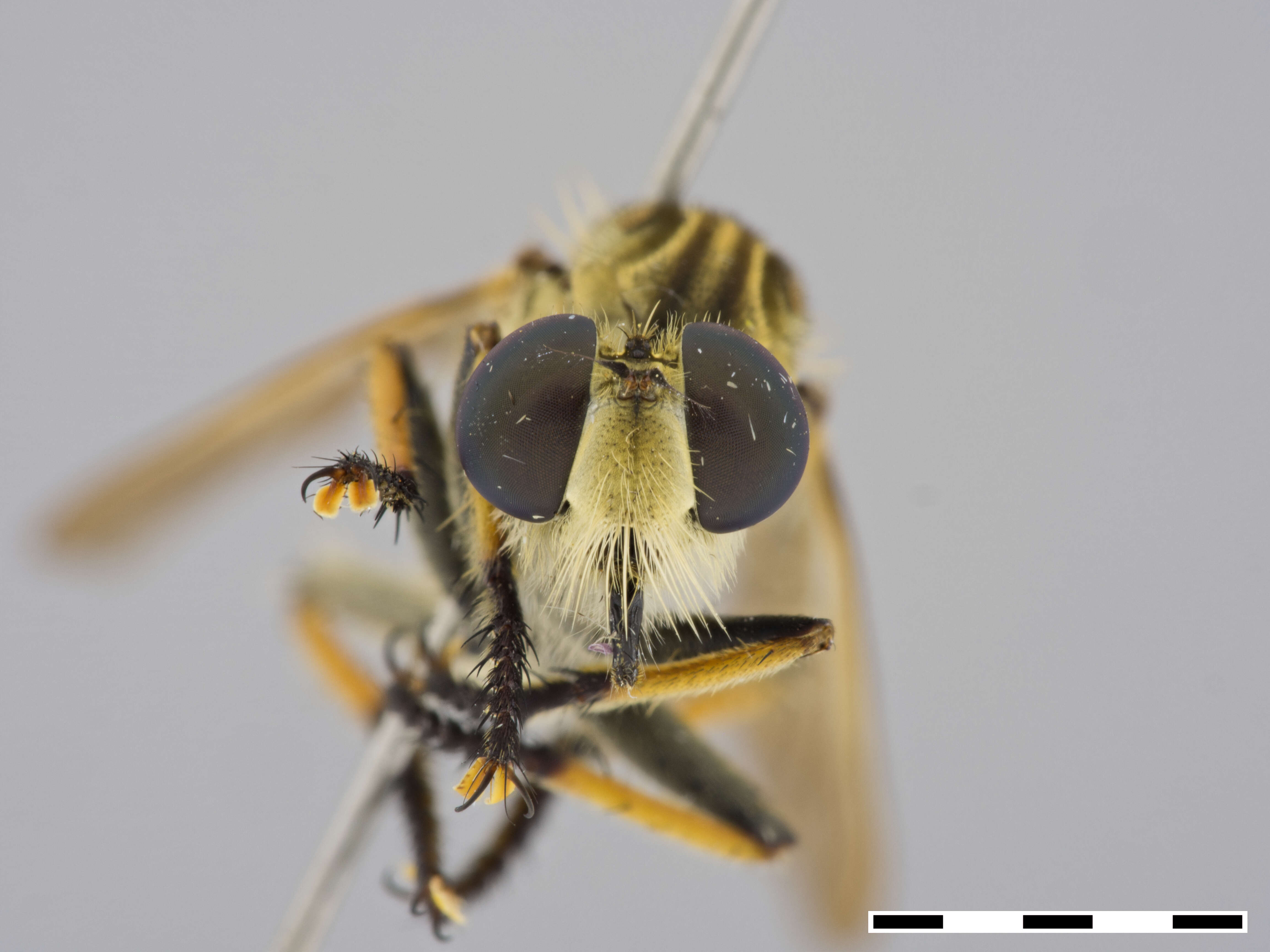 Image de Cophinopoda pulchripes (Bigot 1859)