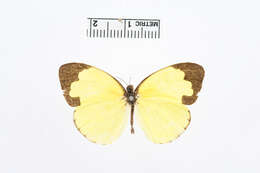 Image of Eurema lacteola (Distant 1886)