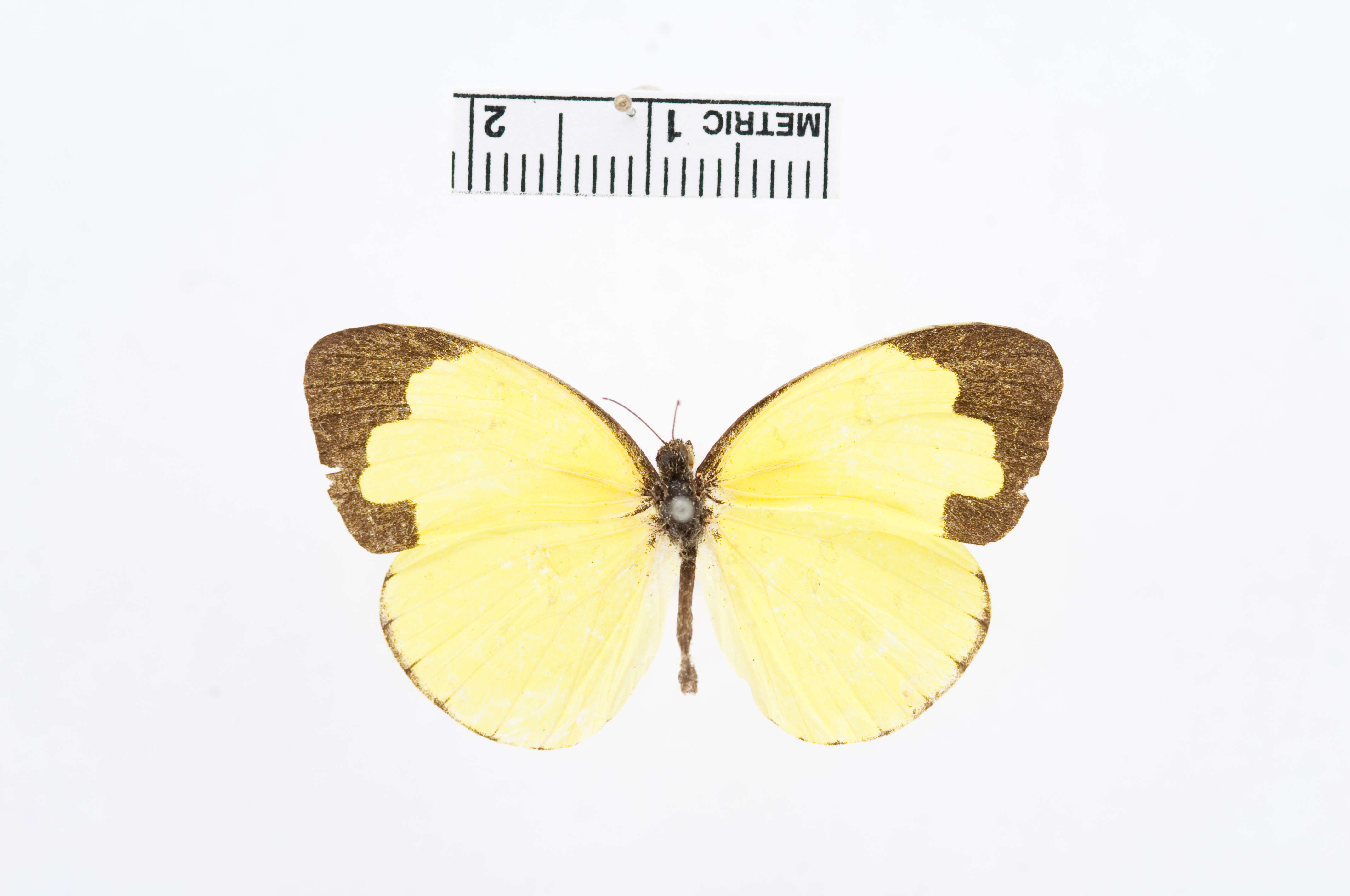 Image of Eurema lacteola (Distant 1886)