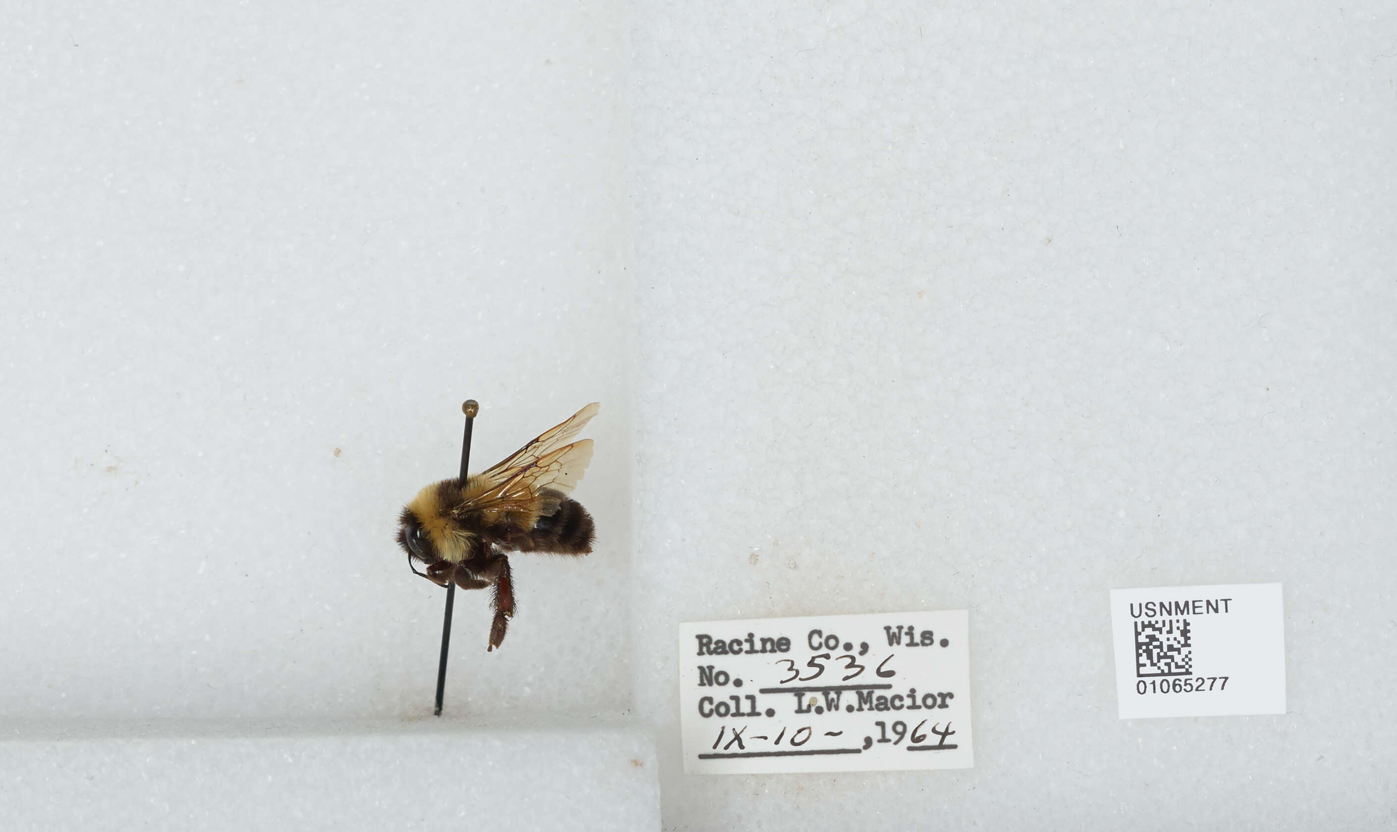 Слика од Bombus affinis Cresson 1864