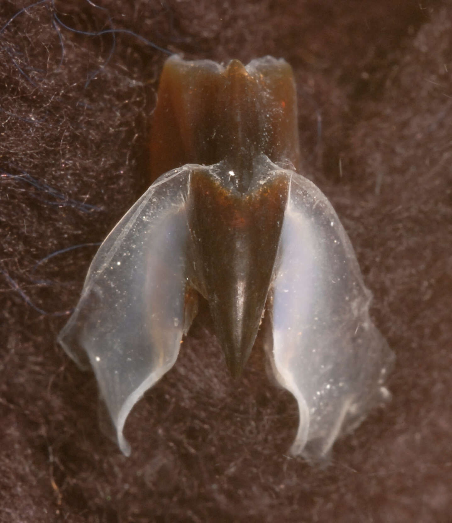 Image of Coffee bean scaled squid