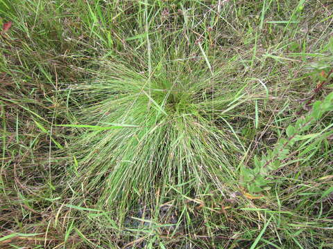 Imagem de Eleocharis tuberculosa (Michx.) Roem. & Schult.