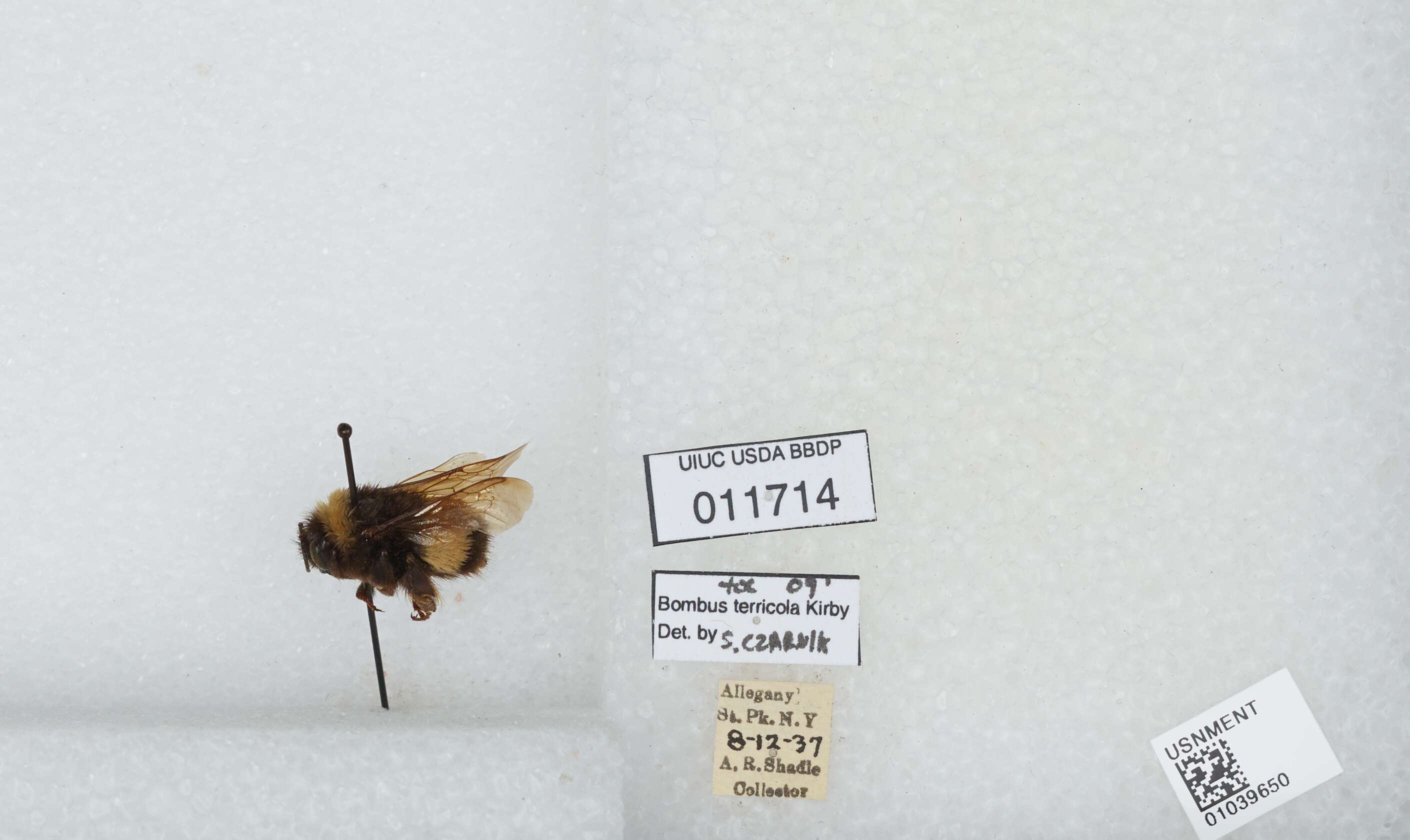 Image of Yellow-banded Bumblebee