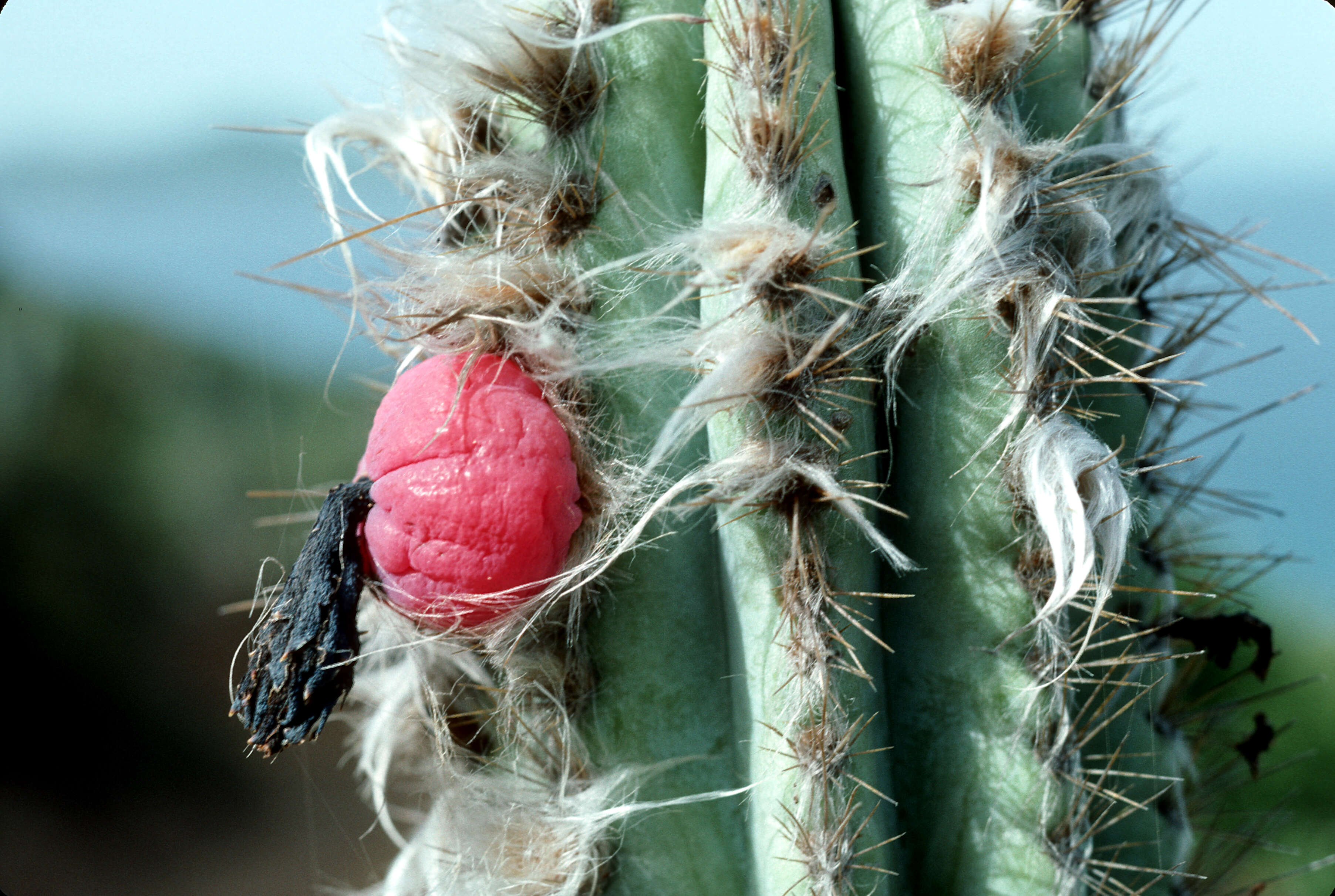 Image of Royen's Tree Cactus